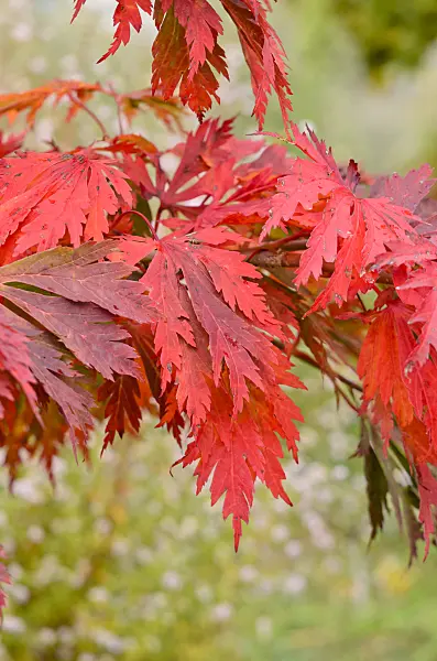 525184 - Japanese maple (Acer japonicum 'Aconitifolium')