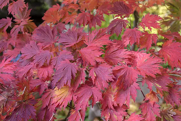 535248 - Japanese maple (Acer japonicum 'Aconitifolium')