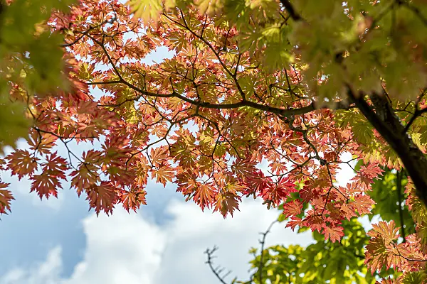 651011 - Japanese maple (Acer japonicum 'Aconitifolium')