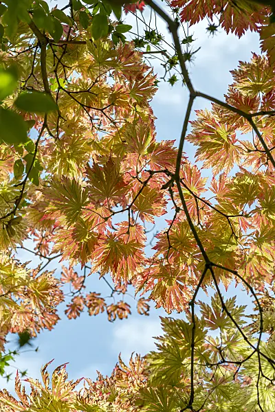 651012 - Japanese maple (Acer japonicum 'Aconitifolium')