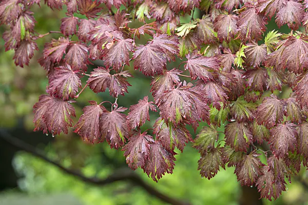 651013 - Japanese maple (Acer japonicum 'Aconitifolium')