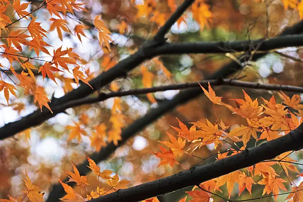 371019 - Japanese maple (Acer palmatum)