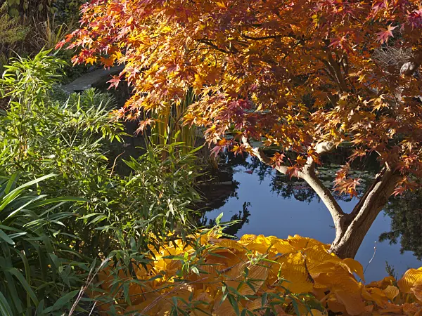 418081 - Japanese maple (Acer palmatum)