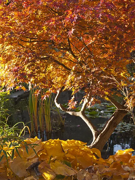 418082 - Japanese maple (Acer palmatum)