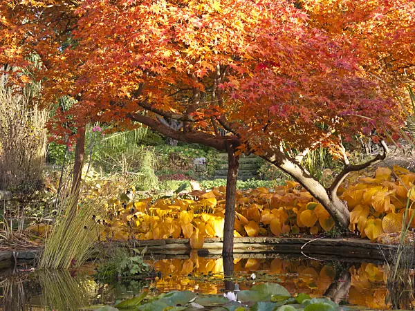 418084 - Japanese maple (Acer palmatum)