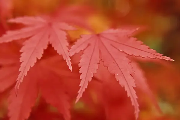 433228 - Japanese maple (Acer palmatum)