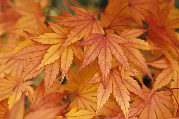 433229 - Japanese maple (Acer palmatum)