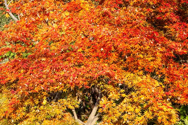 453208 - Japanese maple (Acer palmatum)