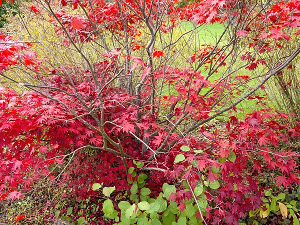 465174 - Japanese maple (Acer palmatum)