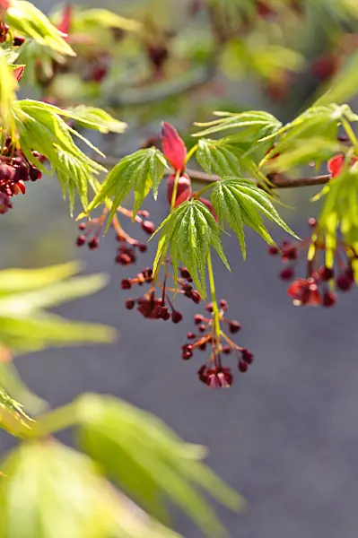 483296 - Japanese maple (Acer palmatum)