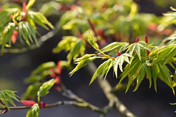 483297 - Japanese maple (Acer palmatum)