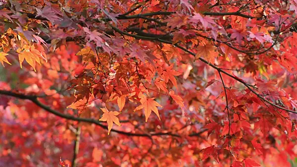501240 - Japanese maple (Acer palmatum)