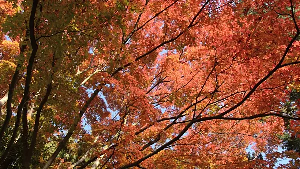 502035 - Japanese maple (Acer palmatum)