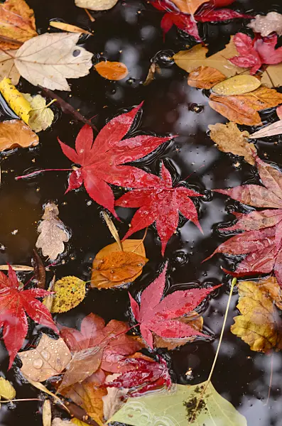 525306 - Japanese maple (Acer palmatum)