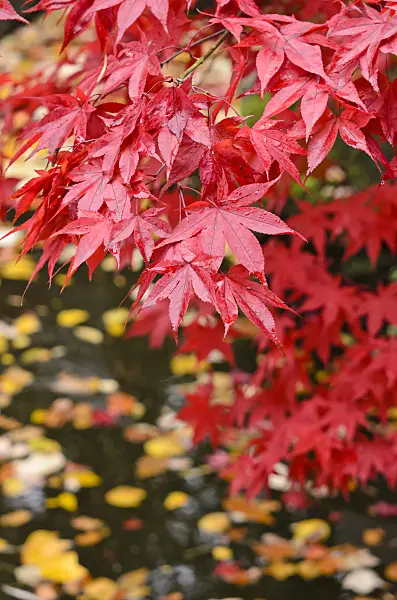 525307 - Japanese maple (Acer palmatum)