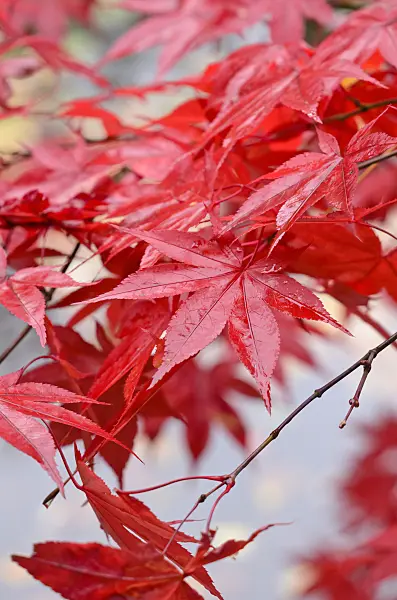 525308 - Japanese maple (Acer palmatum)
