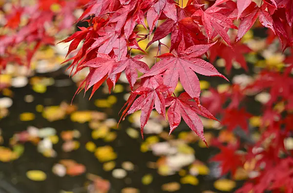 525309 - Japanese maple (Acer palmatum)