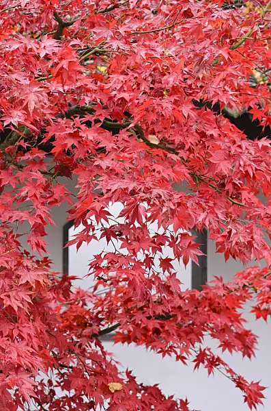 525310 - Japanese maple (Acer palmatum)