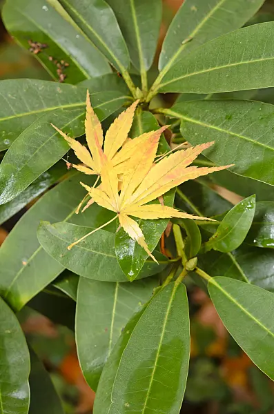 525405 - Japanese maple (Acer palmatum)