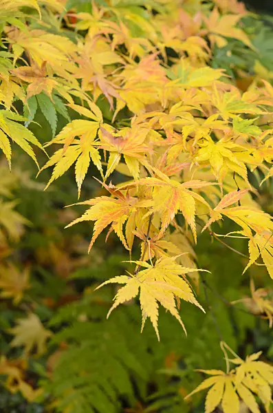 525406 - Japanese maple (Acer palmatum)