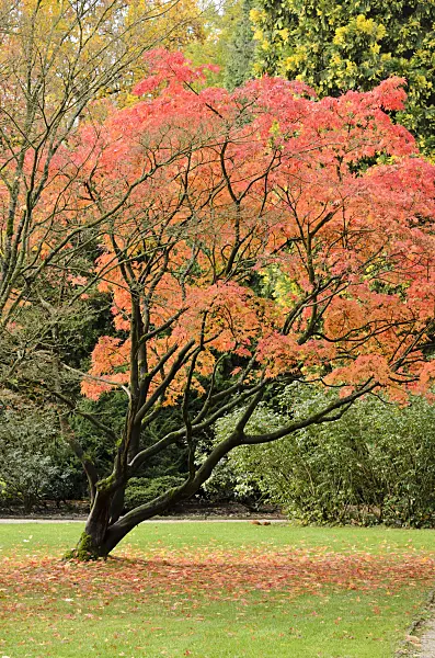 525409 - Japanese maple (Acer palmatum)