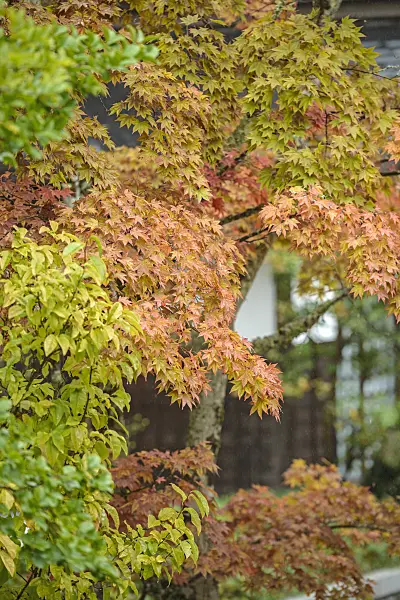 535254 - Japanese maple (Acer palmatum)