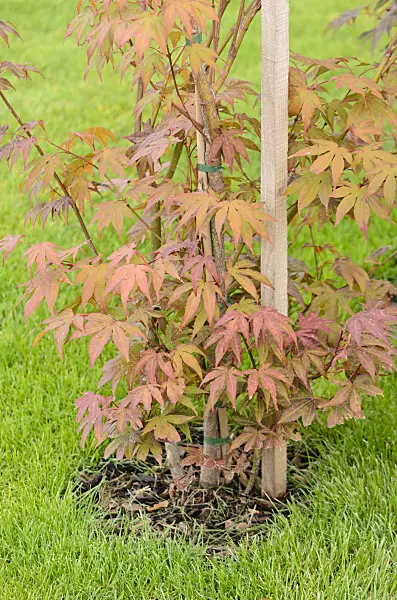 548044 - Japanese maple (Acer palmatum)