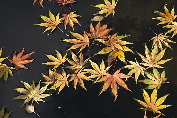 597026 - Japanese maple (Acer palmatum)