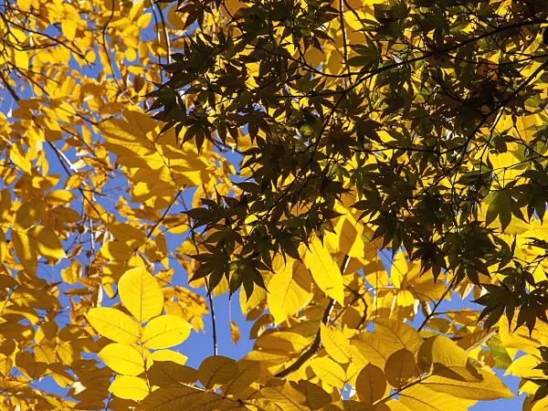 431024 - Japanese maple (Acer palmatum) and butternut (Juglans cinerea)