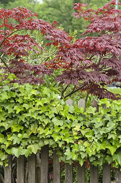 557320 - Japanese maple (Acer palmatum) and common ivy (Hedera helix)