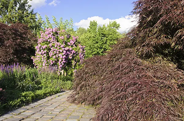 534023 - Japanese maple (Acer palmatum) and rambler (Rosa Veilchenblau)
