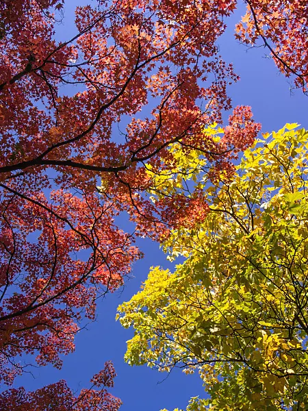 406033 - Japanese maple (Acer palmatum) and sycamore maple (Acer pseudoplatanus)