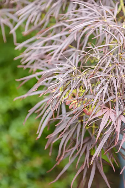 593011 - Japanese maple (Acer palmatum 'Atrolineare')