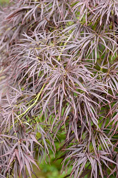 593012 - Japanese maple (Acer palmatum 'Atrolineare')