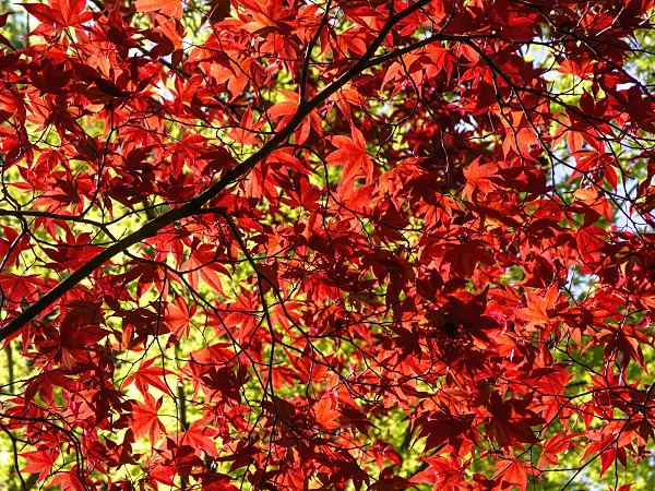 437303 - Japanese maple (Acer palmatum 'Atropurpureum')