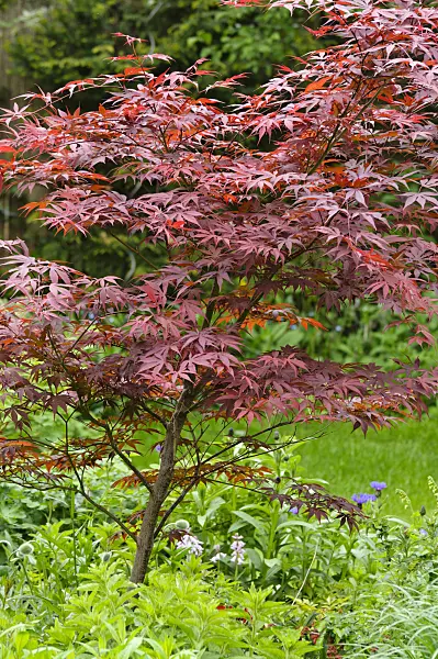 484157 - Japanese maple (Acer palmatum 'Atropurpureum')