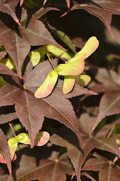 521491 - Japanese maple (Acer palmatum 'Atropurpureum')
