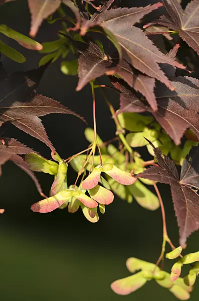 521492 - Japanese maple (Acer palmatum 'Atropurpureum')
