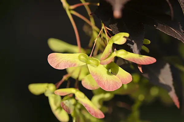 521493 - Japanese maple (Acer palmatum 'Atropurpureum')
