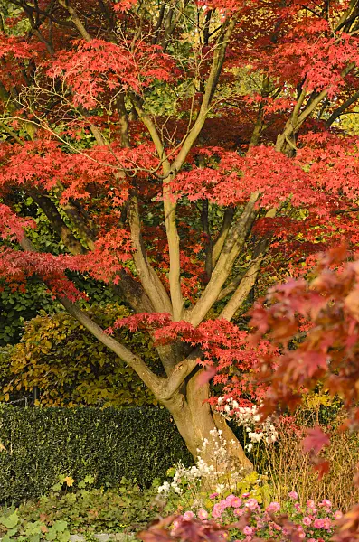 501250 - Japanese maple (Acer palmatum 'Autumn Glory')