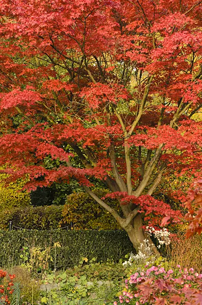 501251 - Japanese maple (Acer palmatum 'Autumn Glory')