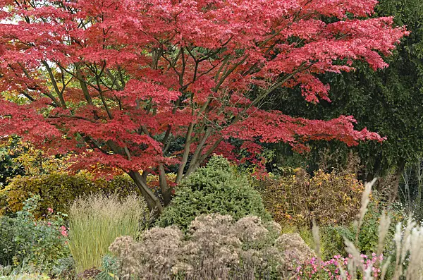 501252 - Japanese maple (Acer palmatum 'Autumn Glory')