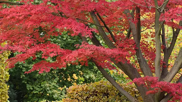501265 - Japanese maple (Acer palmatum 'Autumn Glory')