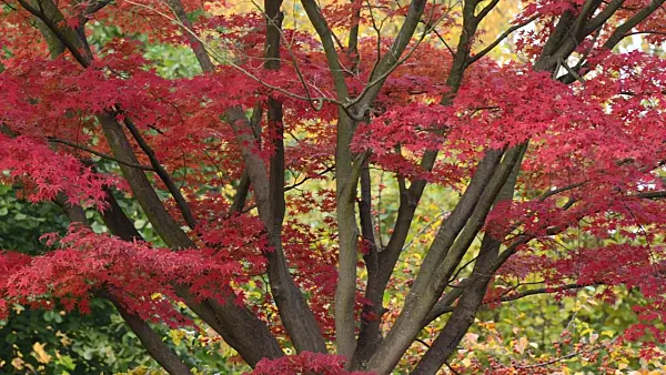 501266 - Japanese maple (Acer palmatum 'Autumn Glory')