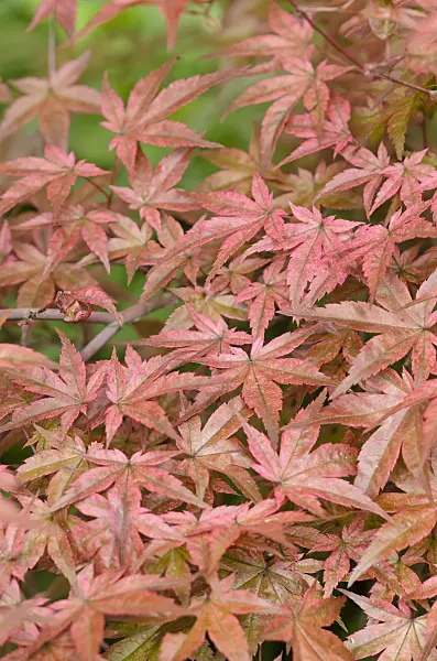 520463 - Japanese maple (Acer palmatum 'Beni Maiko')