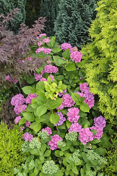 474311 - Japanese maple (Acer palmatum), big-leaved hydrangea (Hydrangea macrophylla) and orpine (Sedum telephium syn. Hylotelephium telephium)
