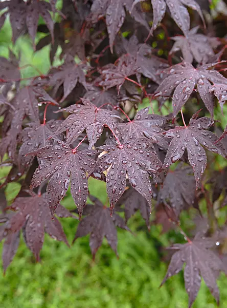 471352 - Japanese maple (Acer palmatum 'Bloodgood')