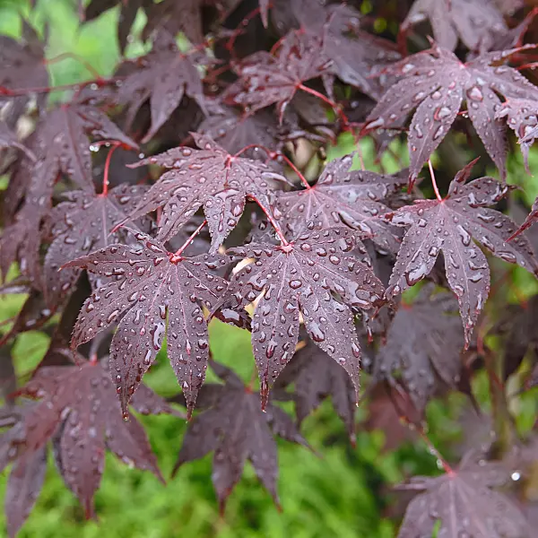 490022 - Japanese maple (Acer palmatum 'Bloodgood')