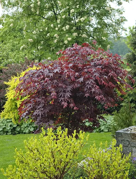 502084 - Japanese maple (Acer palmatum 'Bloodgood')