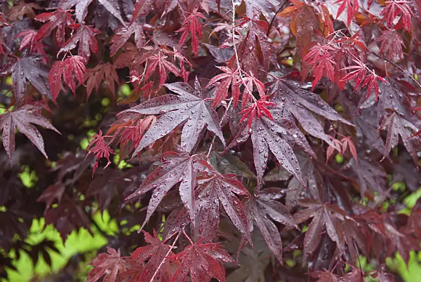 502085 - Japanese maple (Acer palmatum 'Bloodgood')
